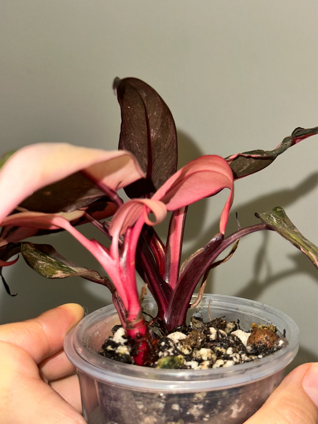 Philodendron Pink Princess Galaxy Plant - photo 4