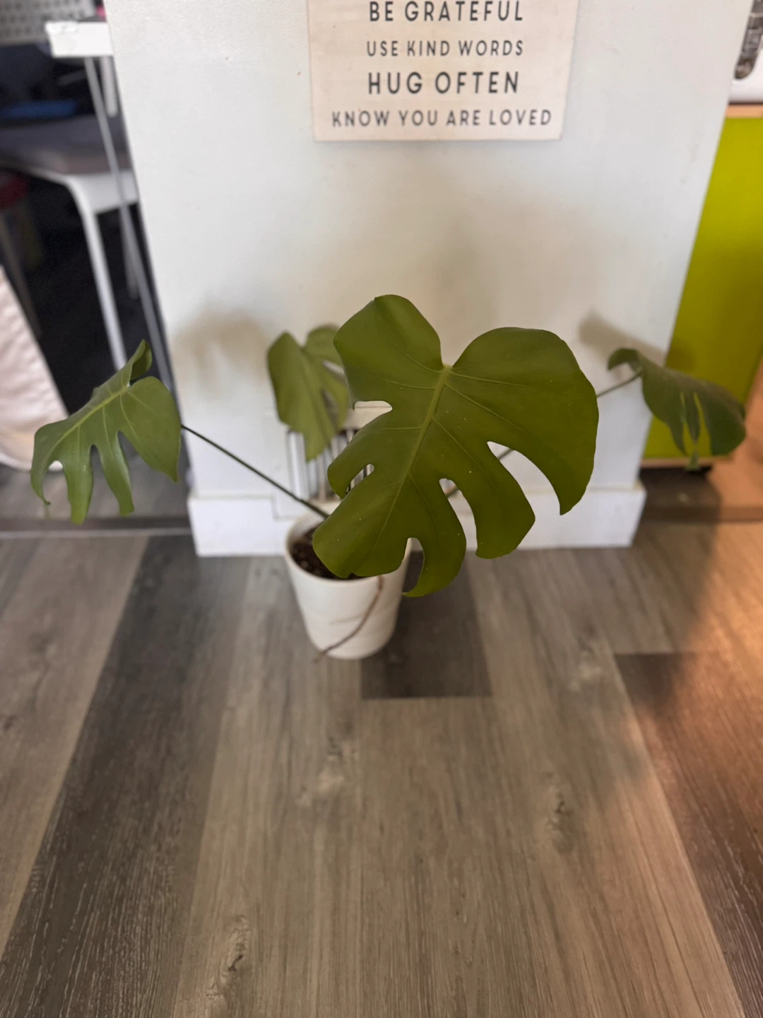 Monstera Deliciosa Plant in White Pot