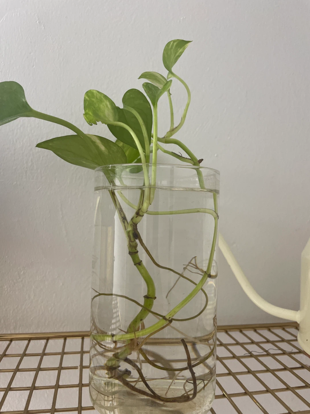 Pothos Plant Cutting in Water