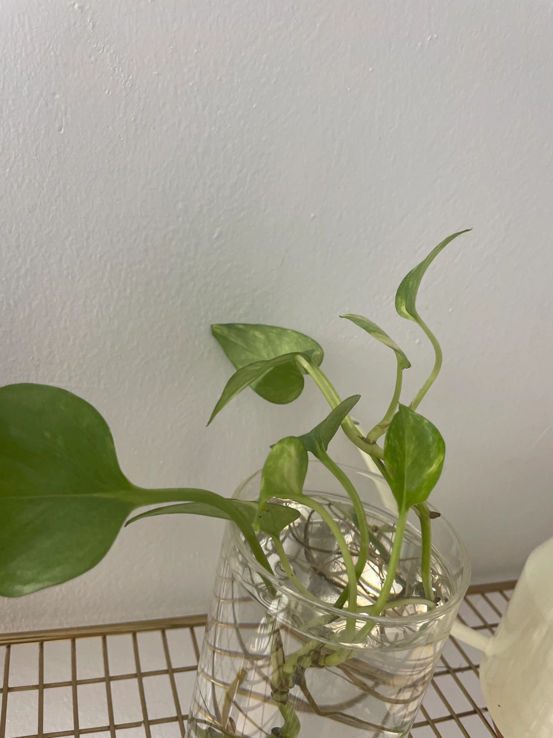 Pothos Plant Cutting in Water - photo 2
