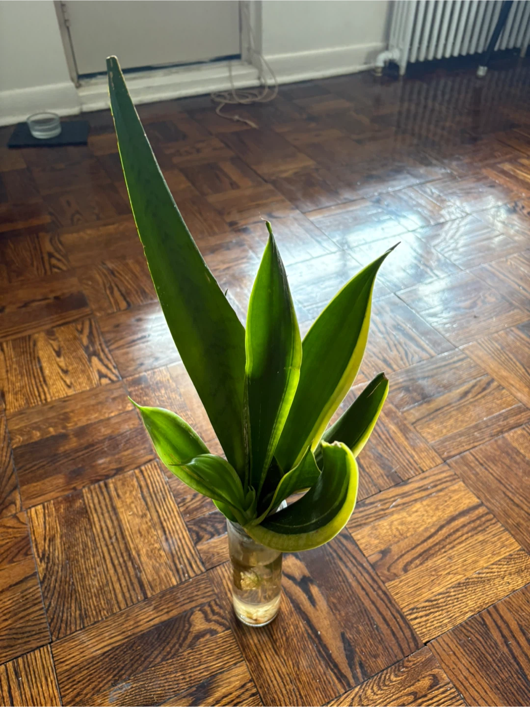 Snake Plant Cutting - Laurentii Variety - photo 3