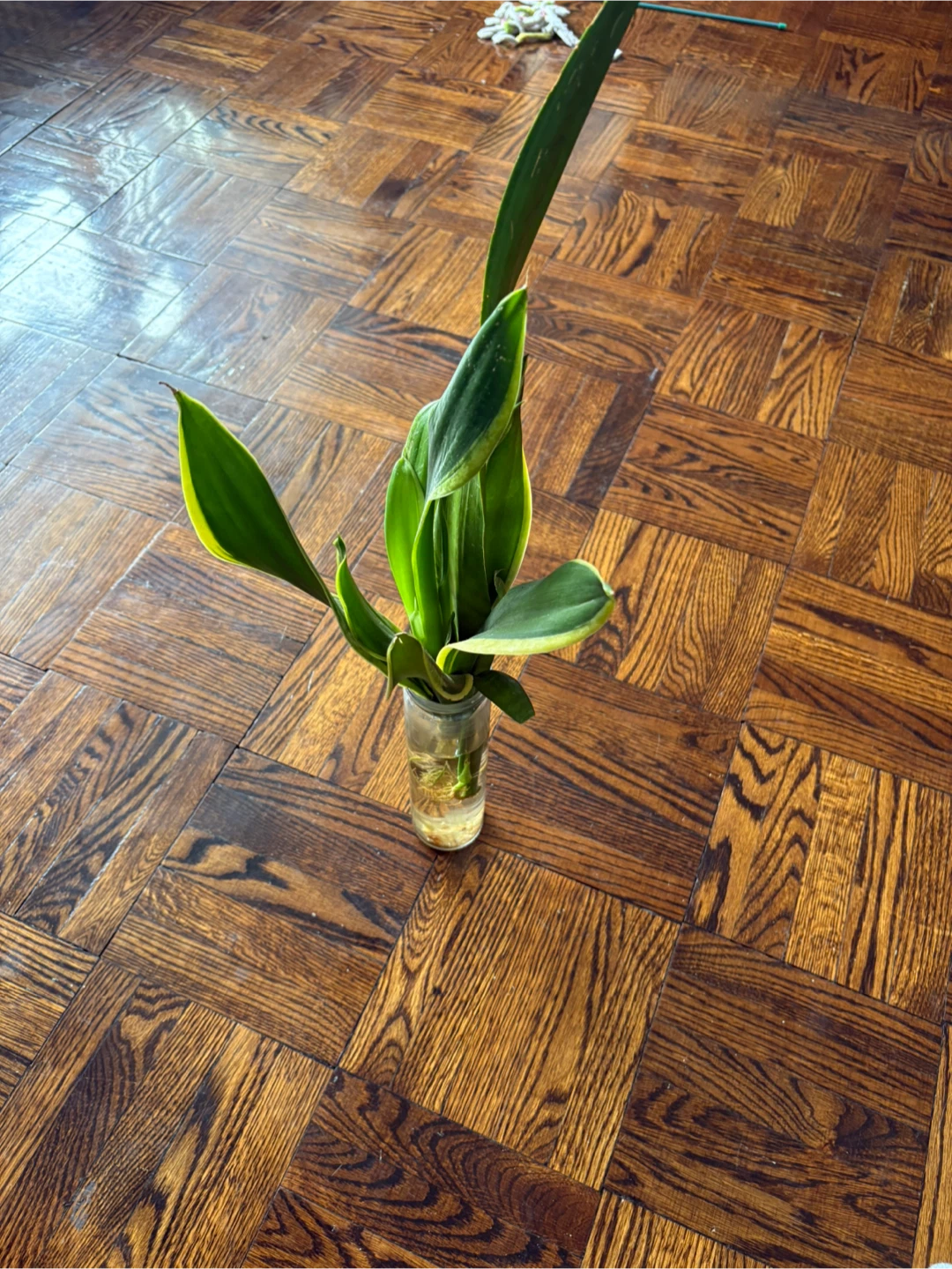Snake Plant Cutting - Laurentii Variety - photo 2