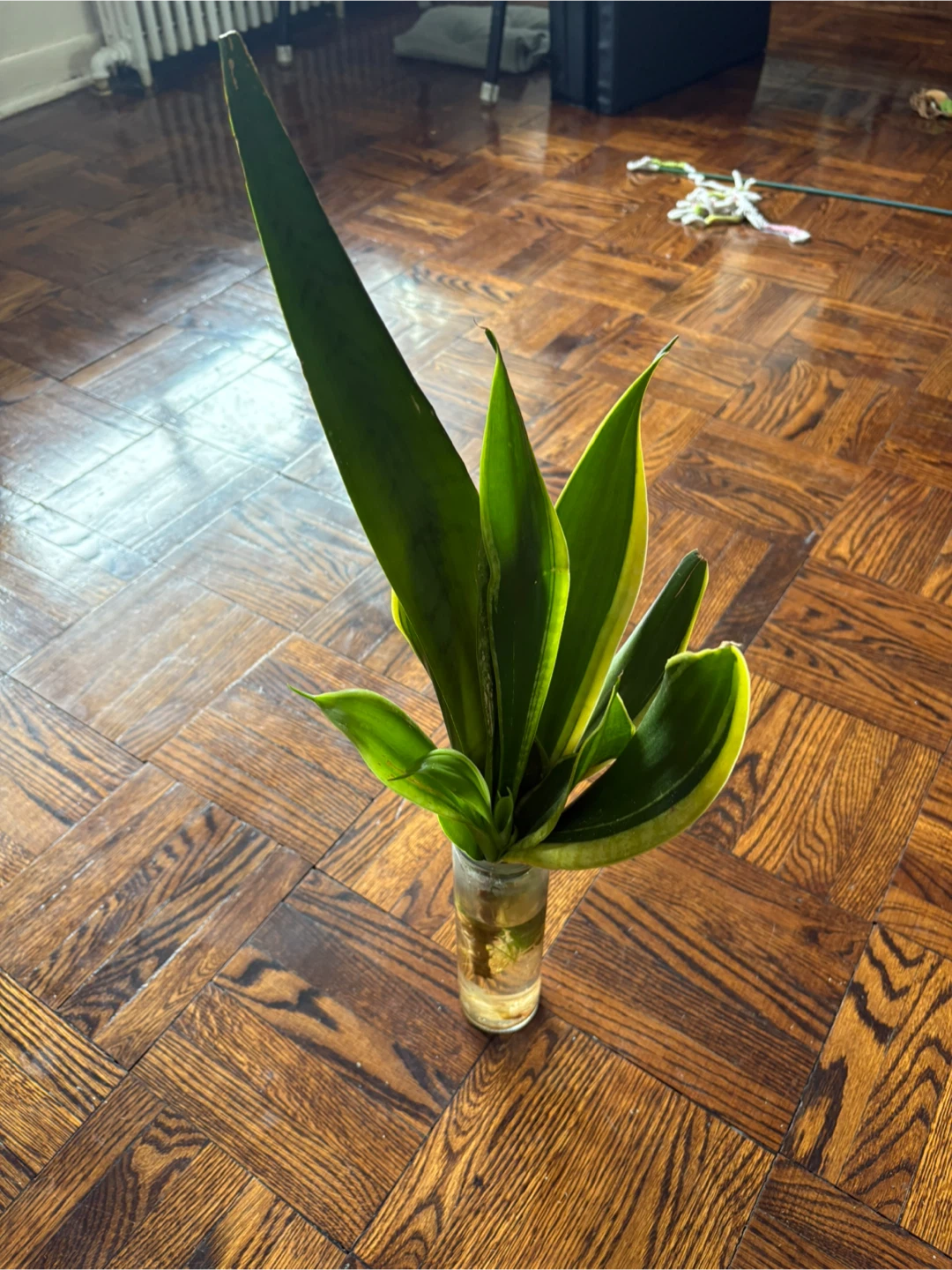 Snake Plant Cutting - Laurentii Variety - photo 4