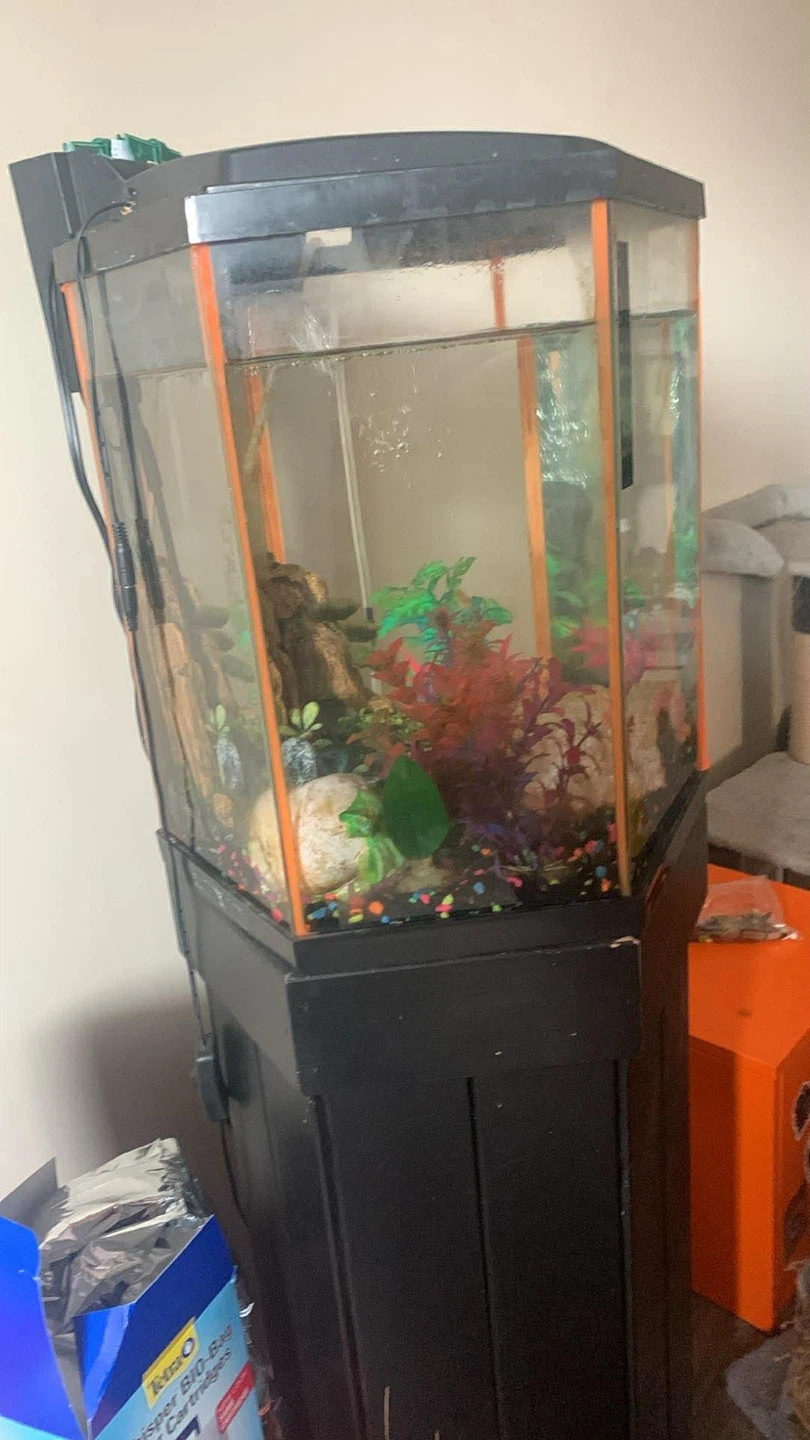 Hexagonal Aquarium with Stand and Decorations - photo 4