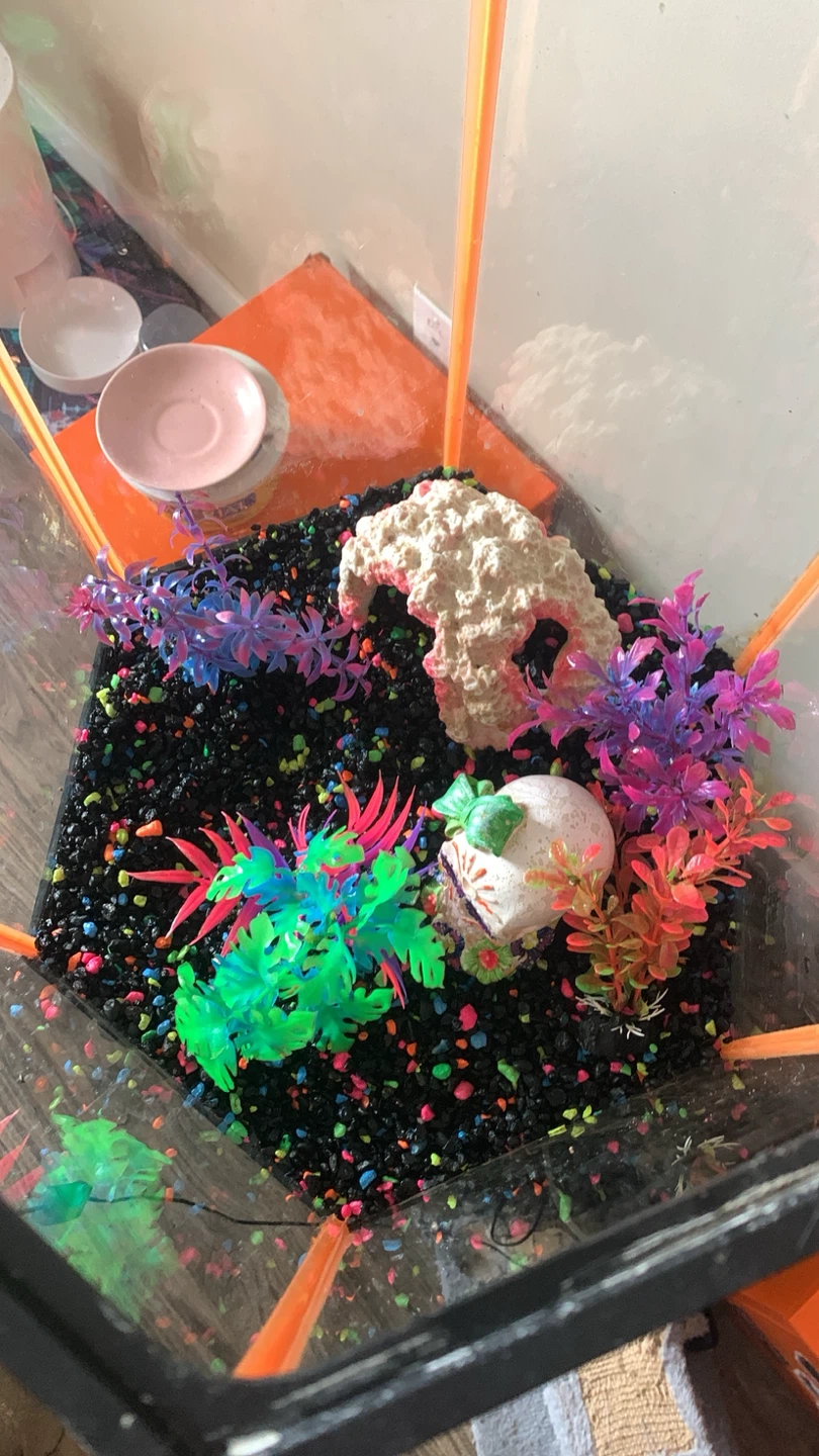 Hexagonal Aquarium with Stand and Decorations