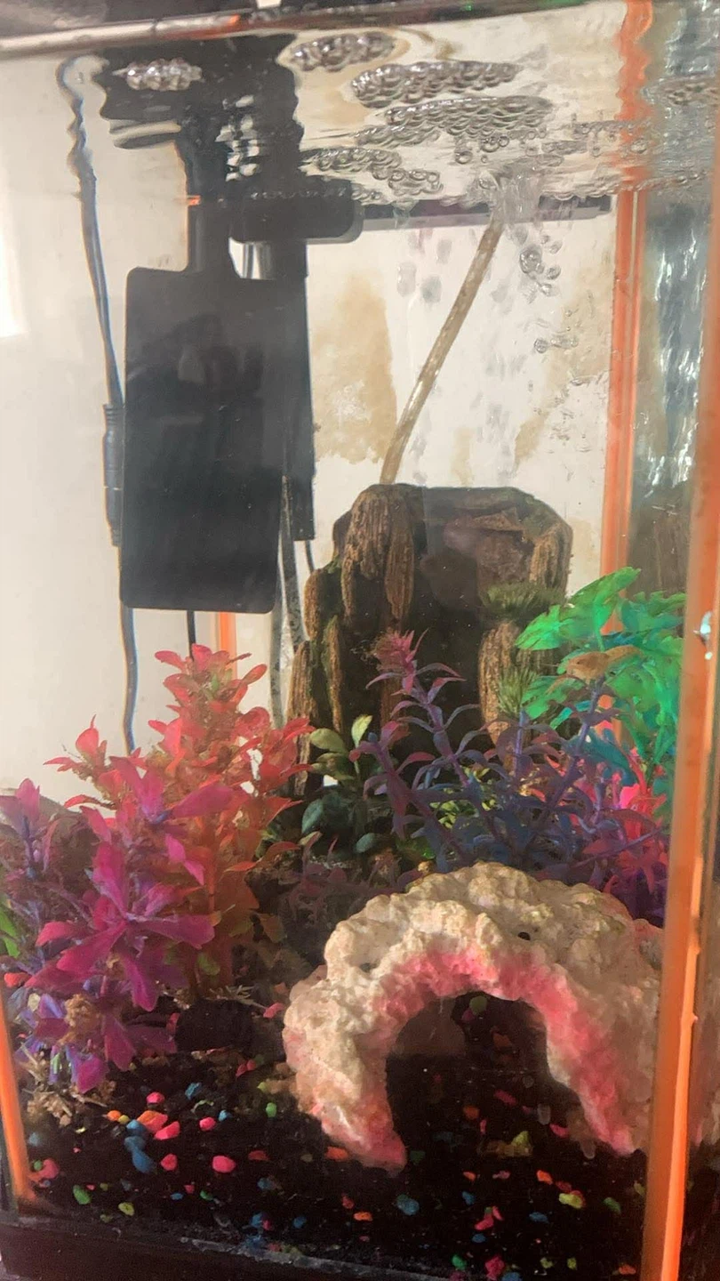 Hexagonal Aquarium with Stand and Decorations - photo 5