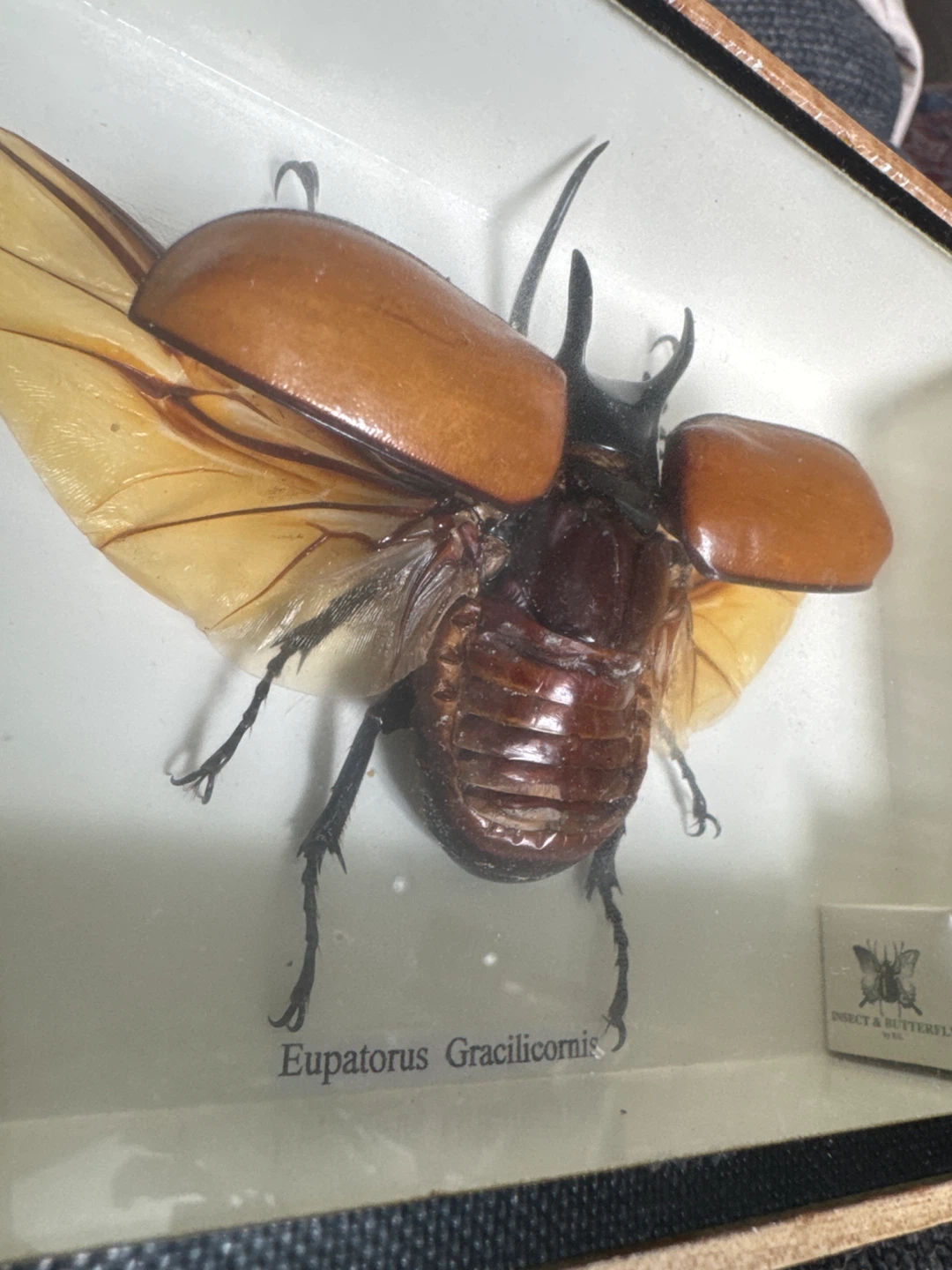 Eupatorus Gracilicornis Beetle - by K.S (Insect & Butterfly) - photo 3