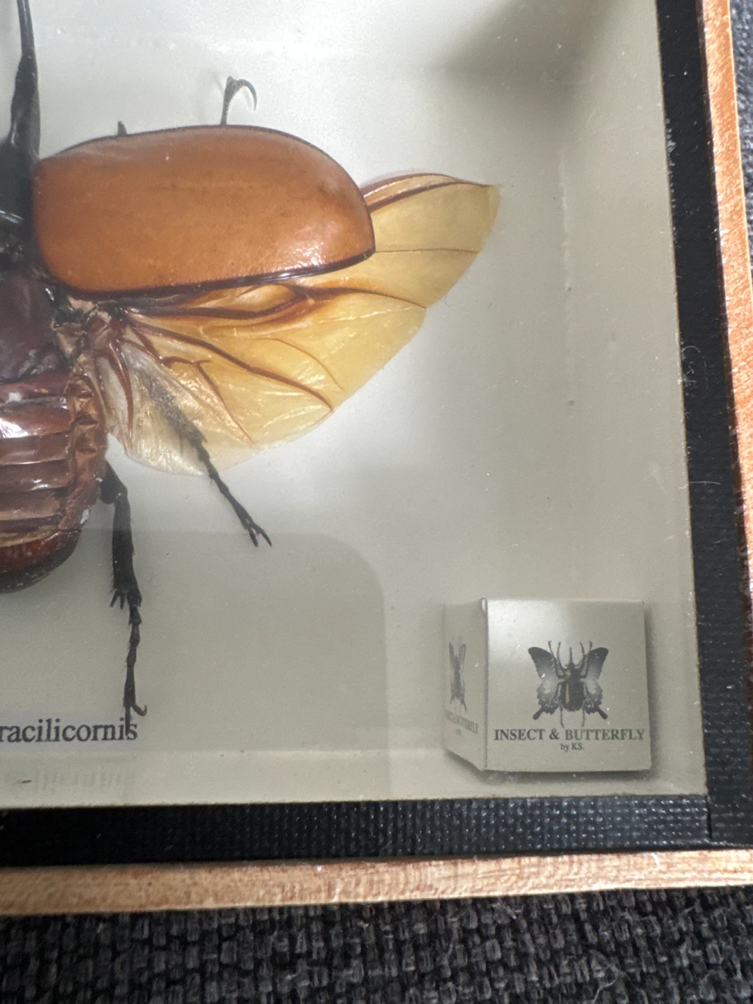 Eupatorus Gracilicornis Beetle - by K.S (Insect & Butterfly) - photo 2