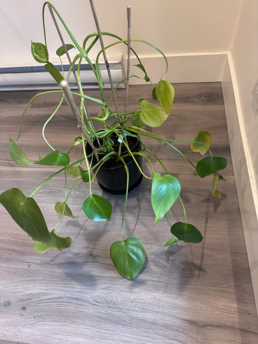 Monstera