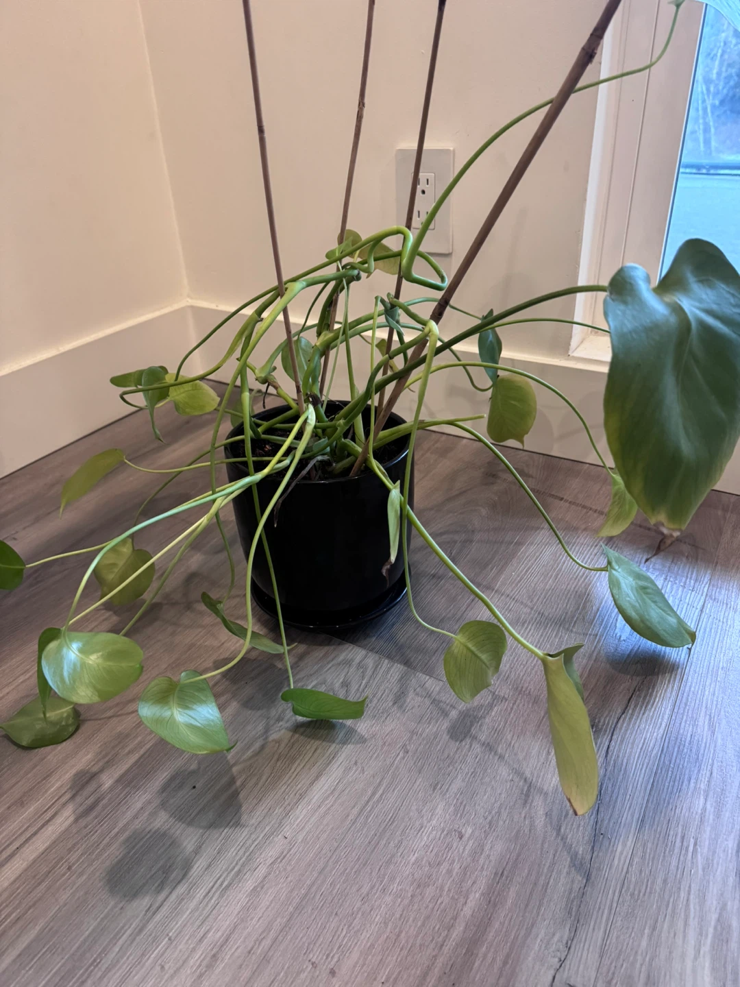 Monstera - photo 2