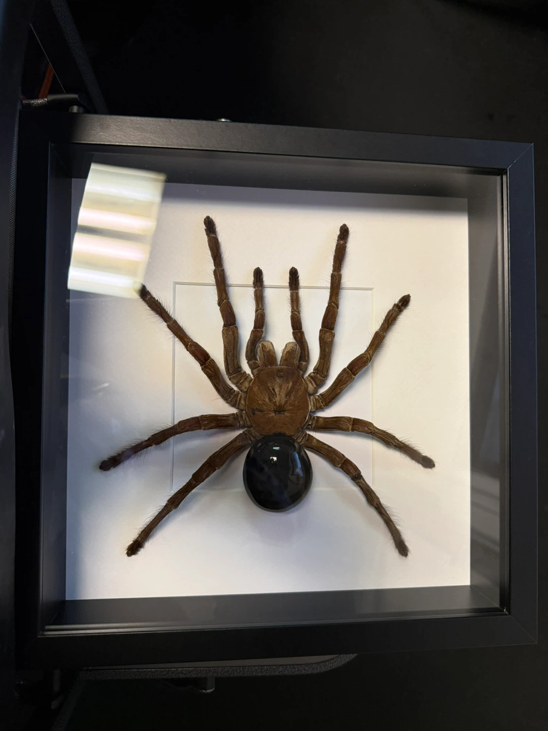 Framed Tarantula Molt - photo 3