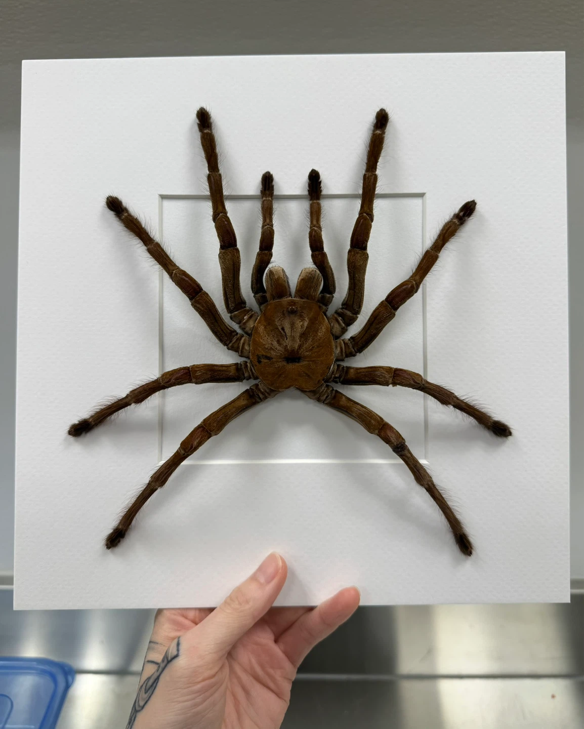 Framed Tarantula Molt