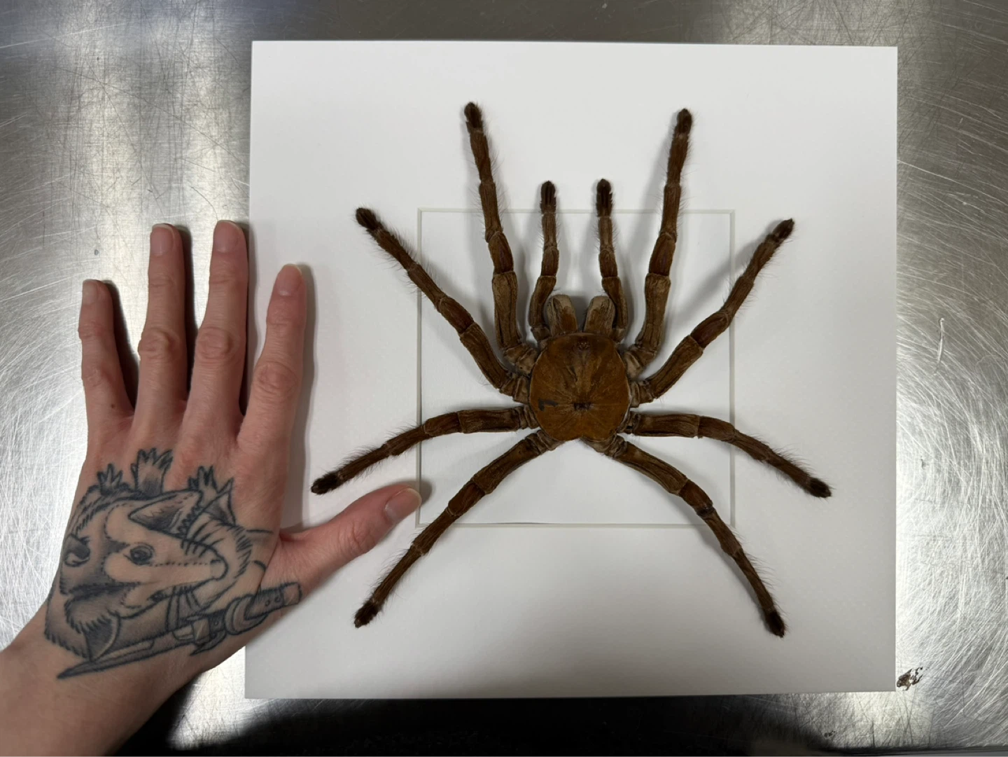 Framed Tarantula Molt - photo 2