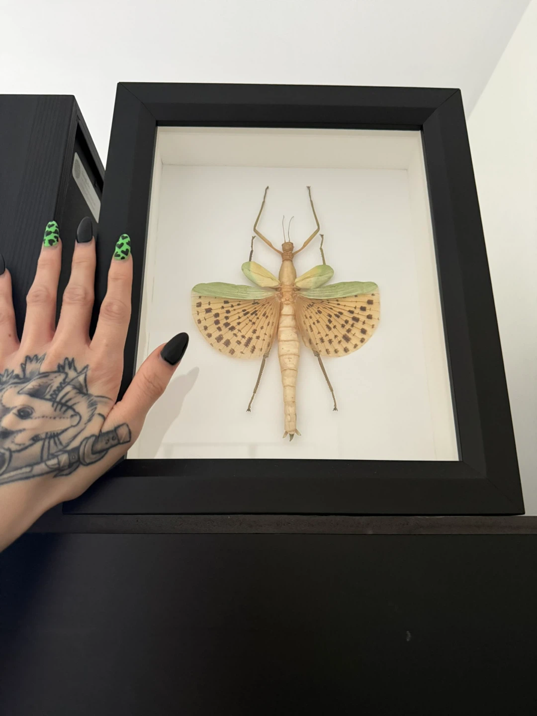 Framed Stick Bug