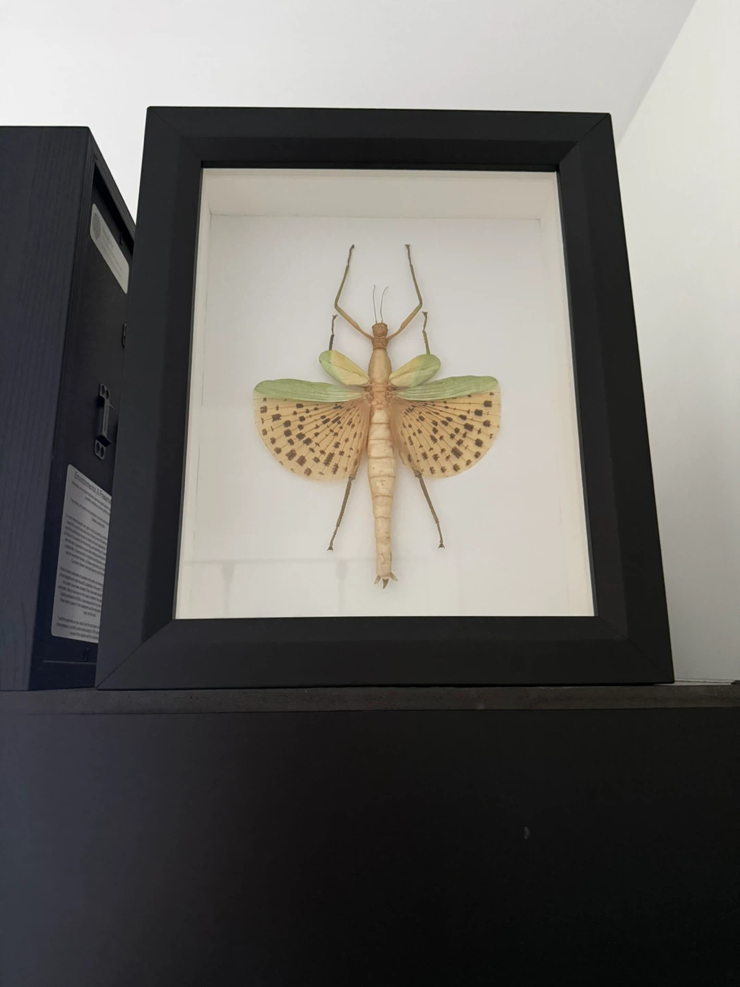 Framed Stick Bug - photo 2