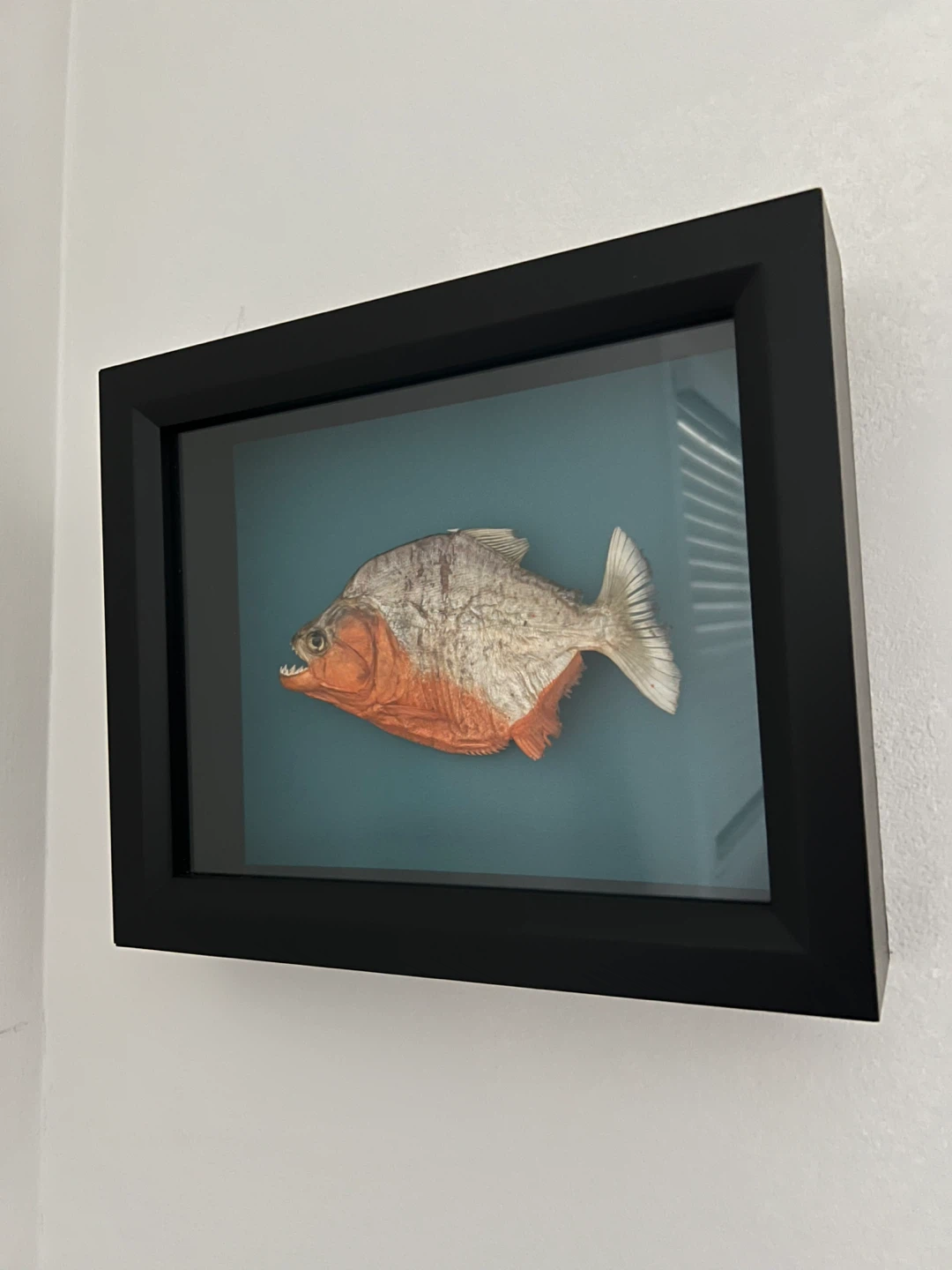 Framed Piranha
