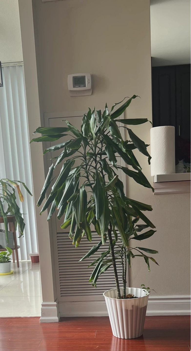 Dracaena Fragrans Corn Plant
