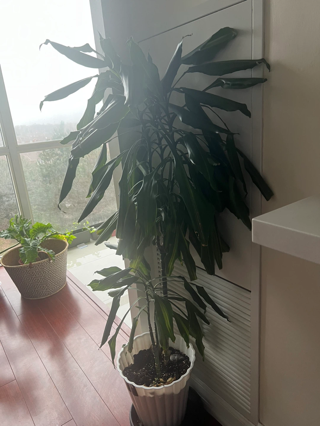 Dracaena Fragrans Corn Plant - photo 2