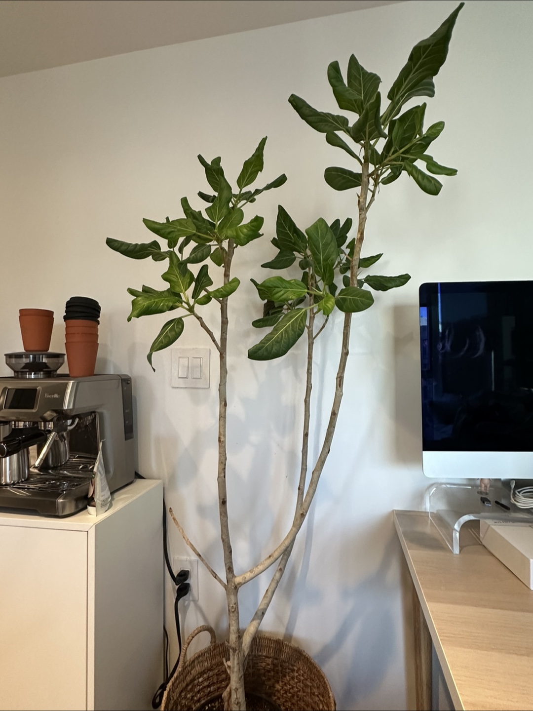 Free Plant, basket and liquid plant food!