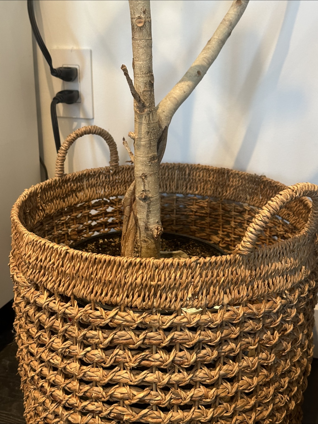 Free Plant, basket and liquid plant food! - photo 2