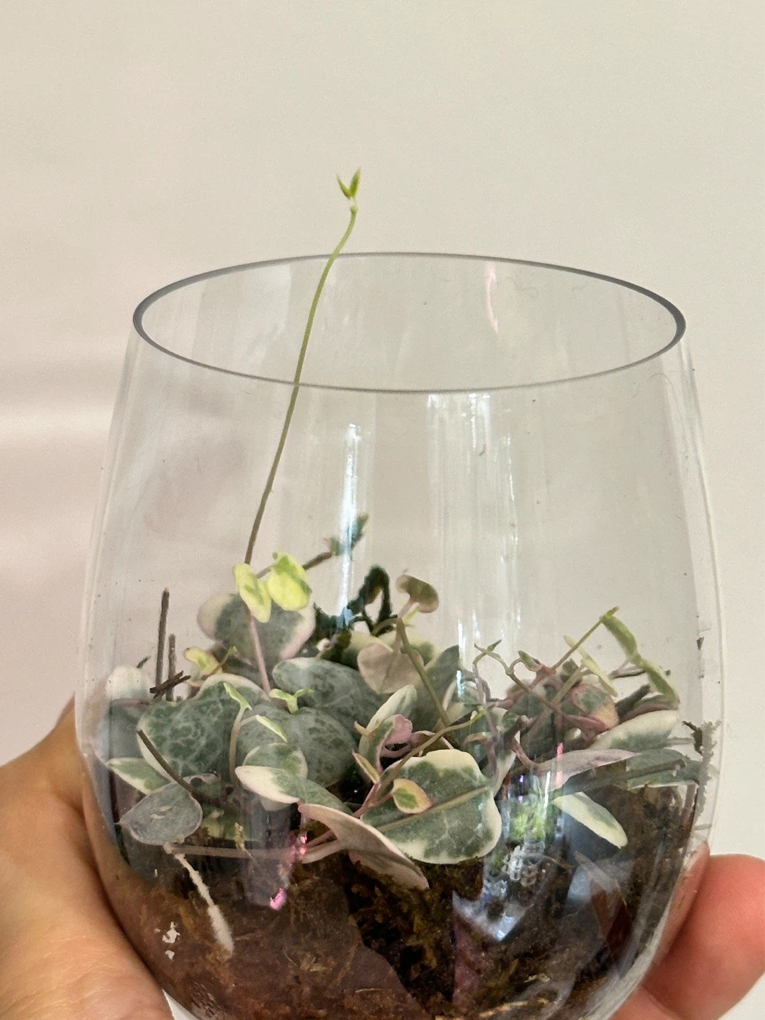 String of Hearts Variegated Plant Cuttings Rooted - photo 2