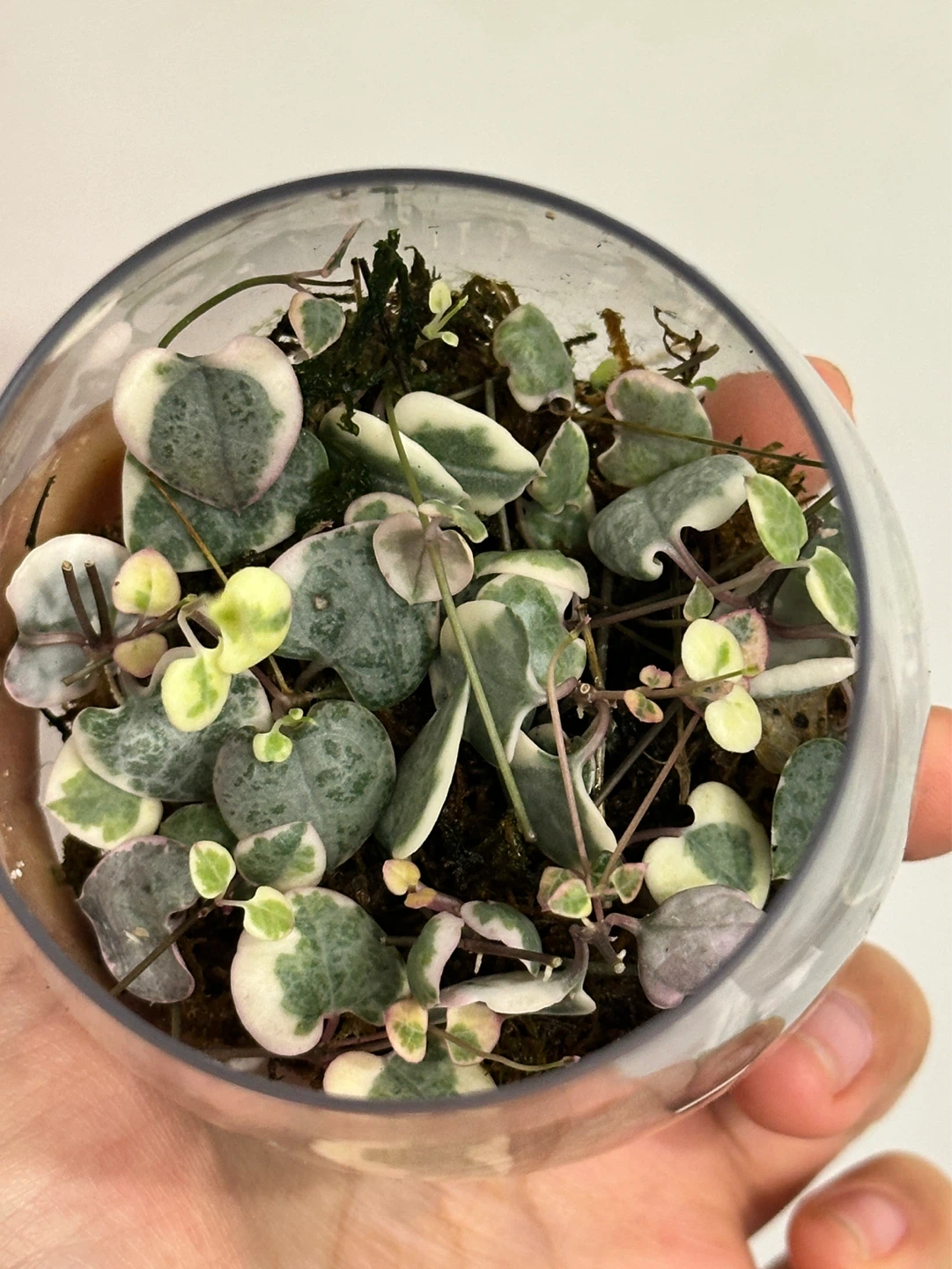String of Hearts Variegated Plant Cuttings Rooted