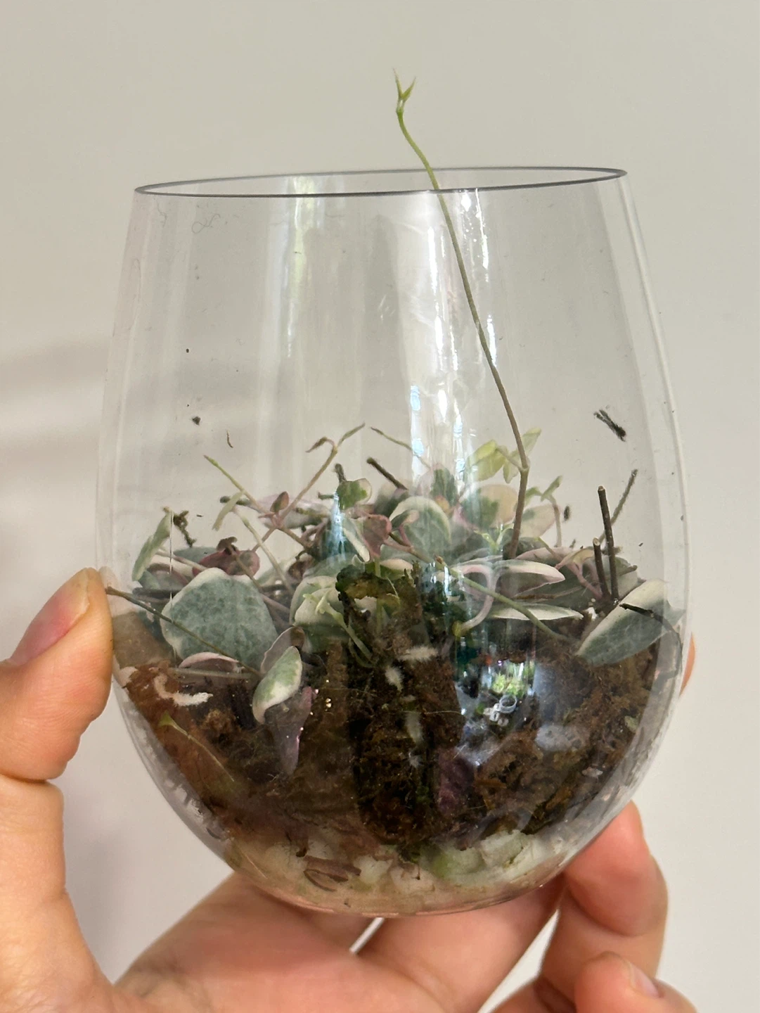 String of Hearts Variegated Plant Cuttings Rooted - photo 3