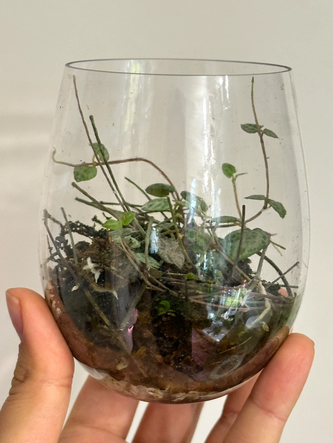 String of Hearts Plant Cuttings Rooted - photo 3