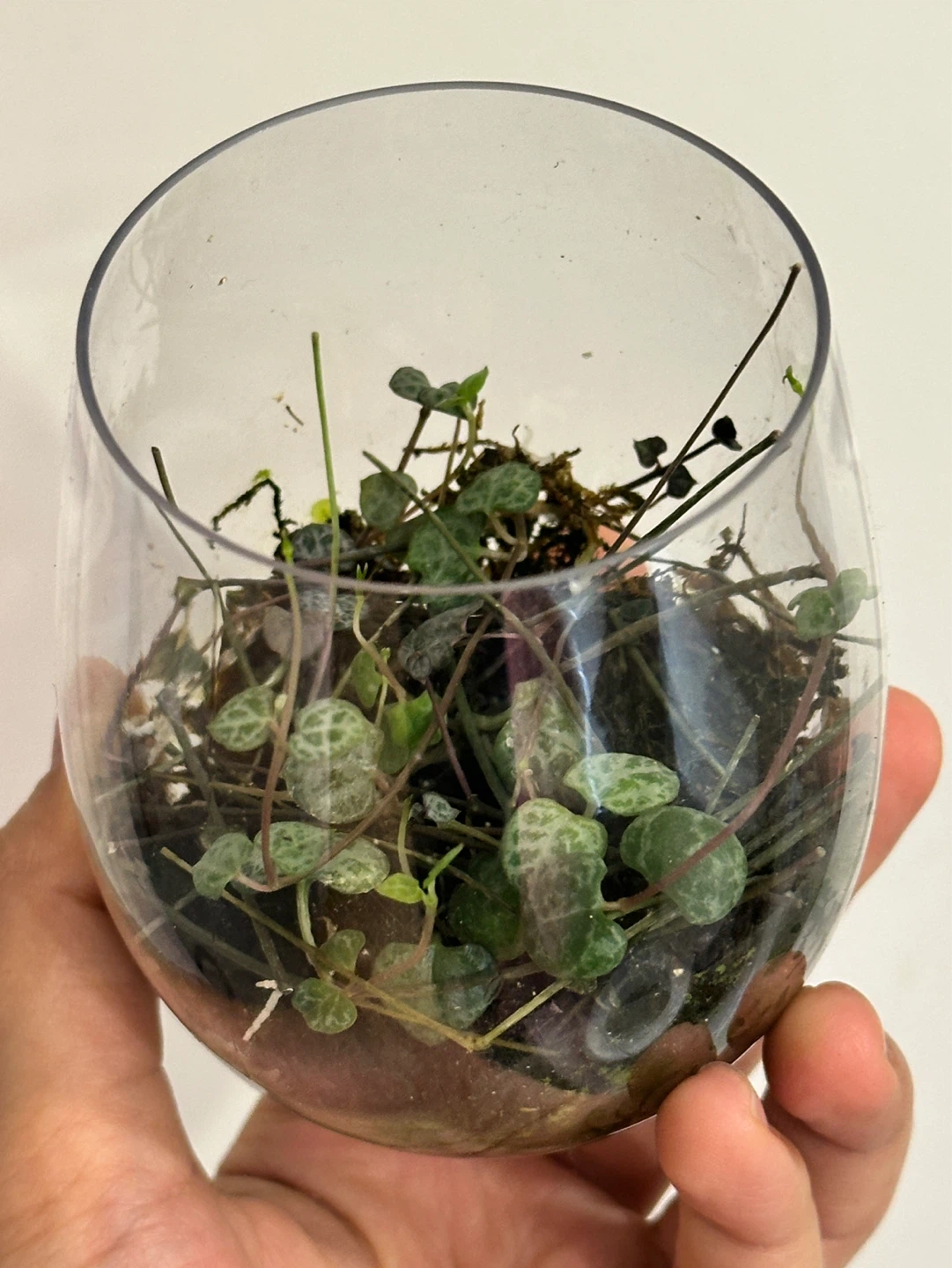 String of Hearts Plant Cuttings Rooted - photo 2