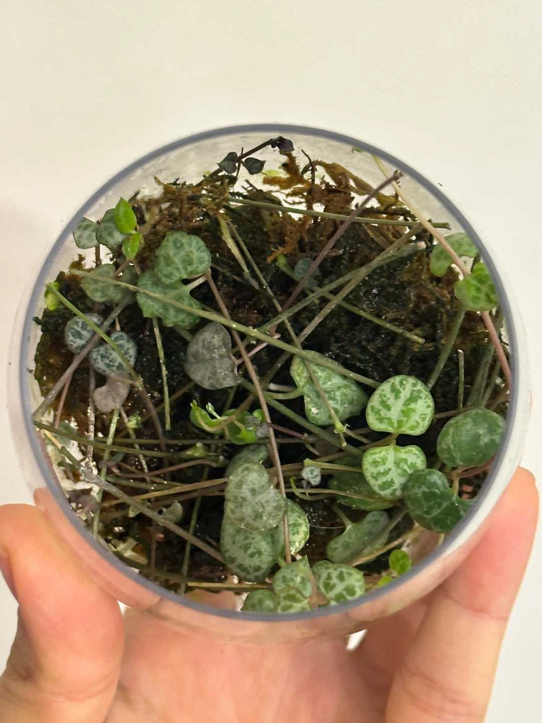 String of Hearts Plant Cuttings Rooted
