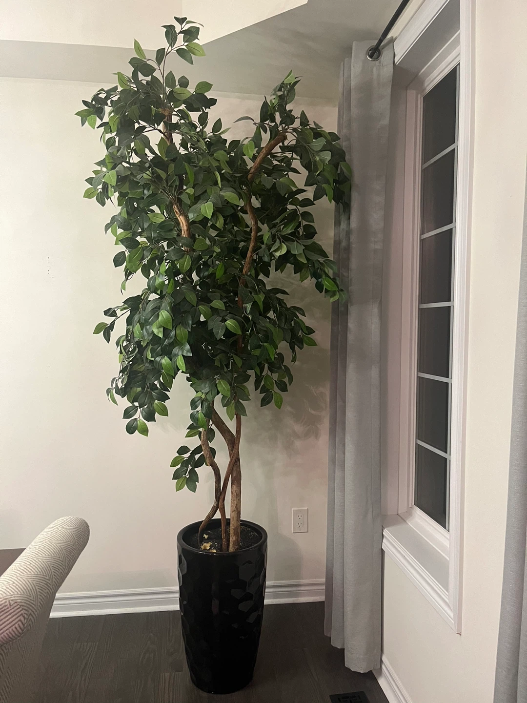 Large Ficus Tree in Black Planter