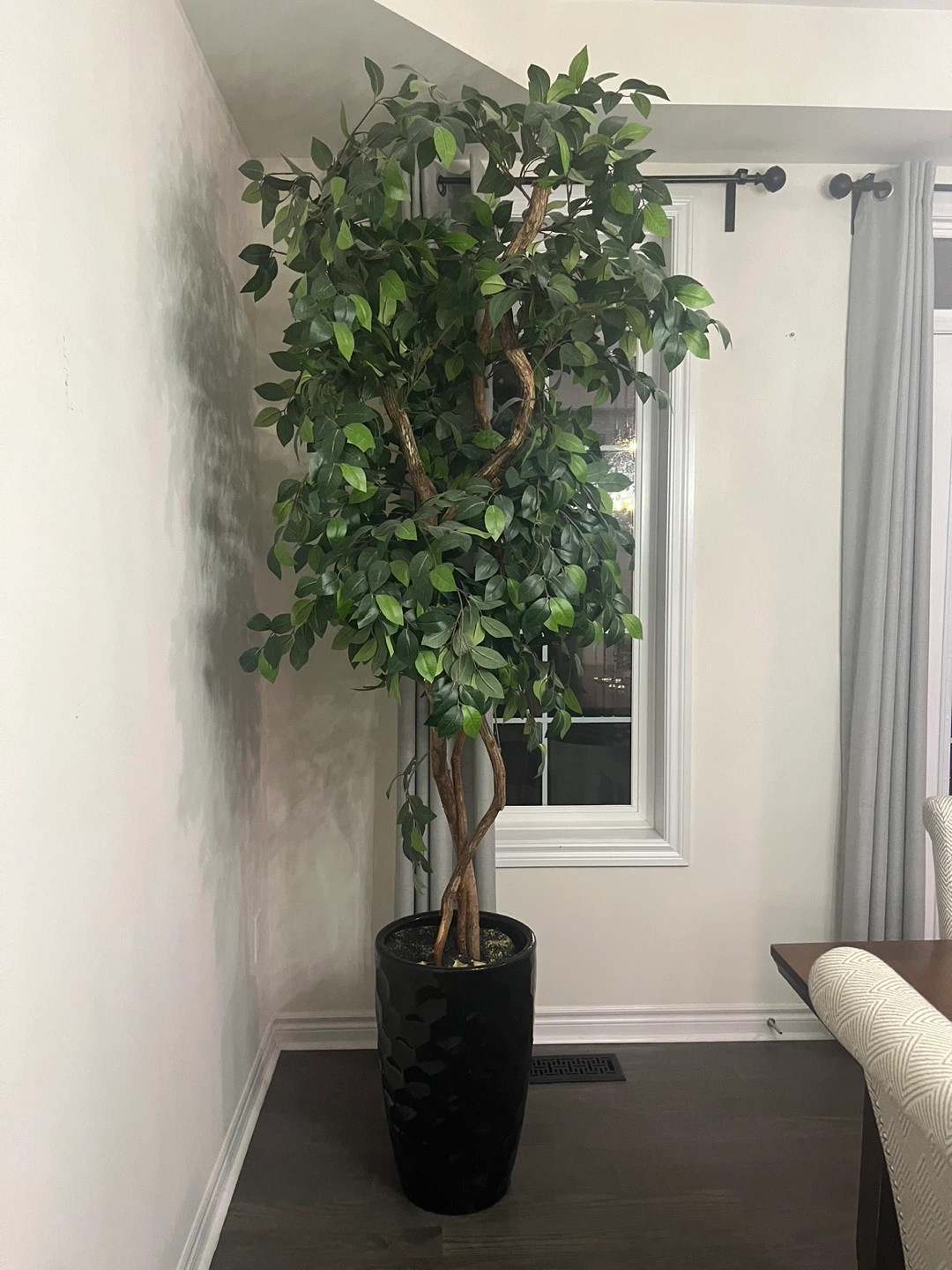 Large Ficus Tree in Black Planter - photo 2