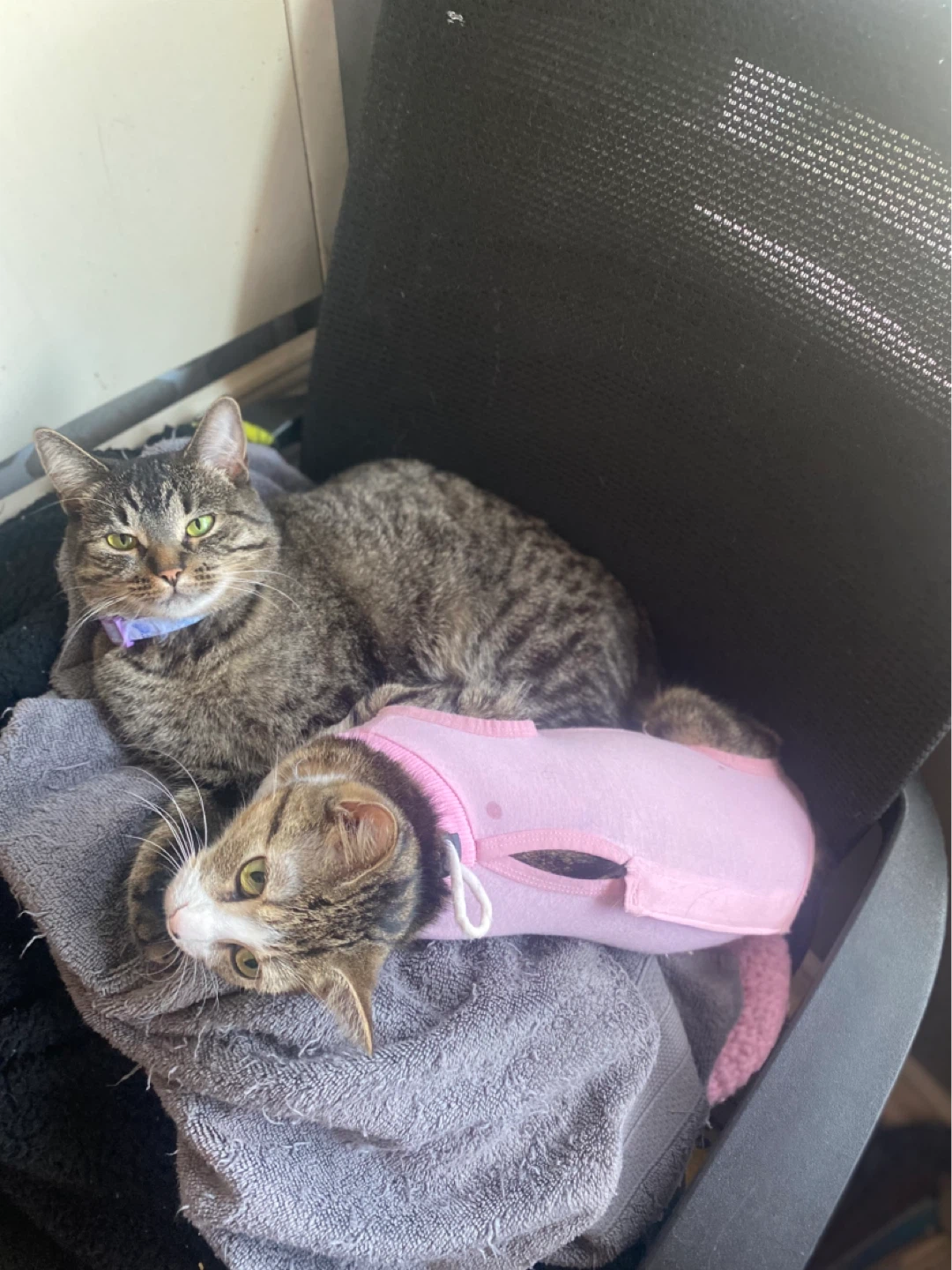 Pink cat recovery suit
