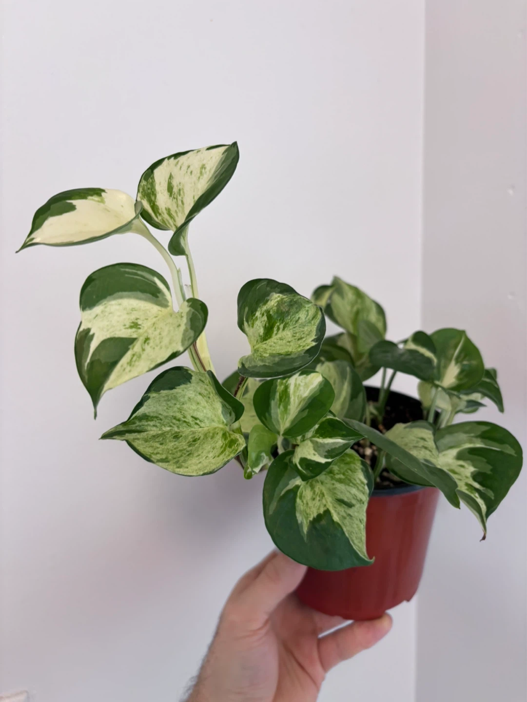 Manjula Pothos