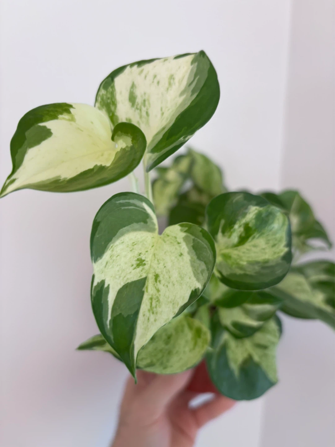 Manjula Pothos - photo 2