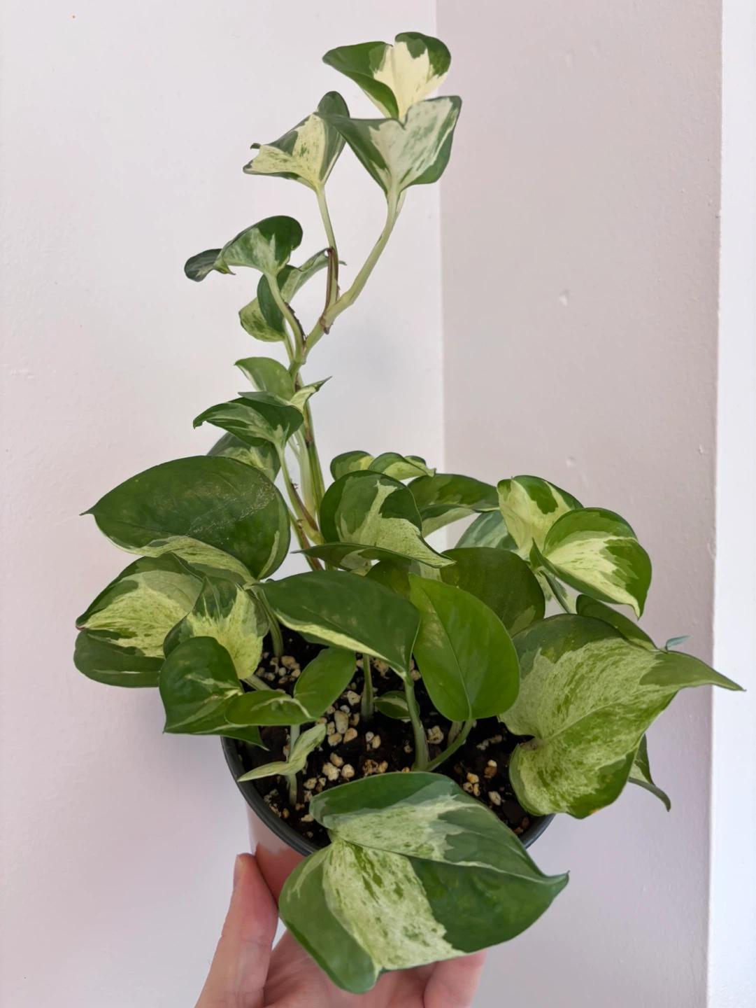 Manjula Pothos - photo 4