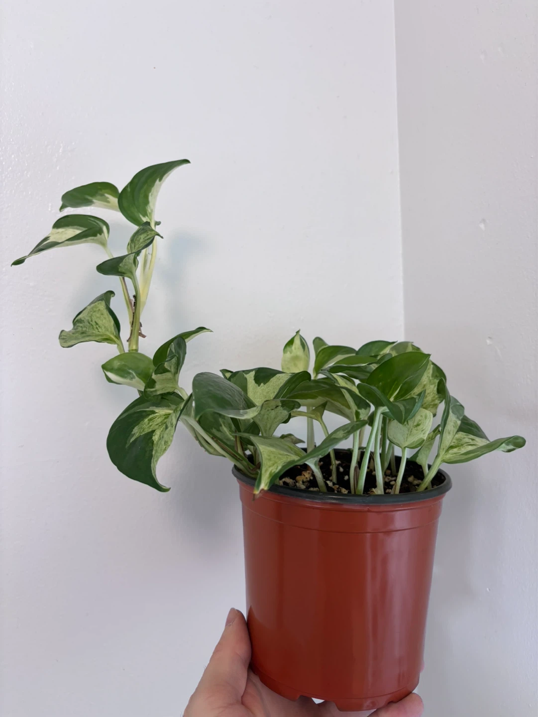 Manjula Pothos - photo 3