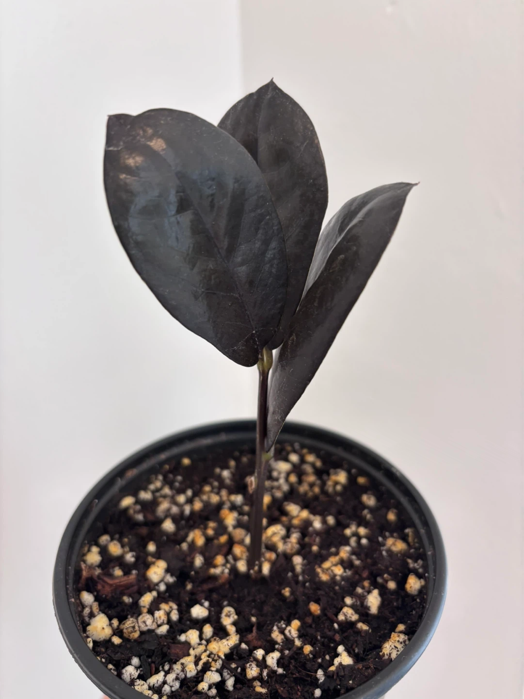 ZZ Raven (Zamioculcas zamiifolia ‘Raven’)
