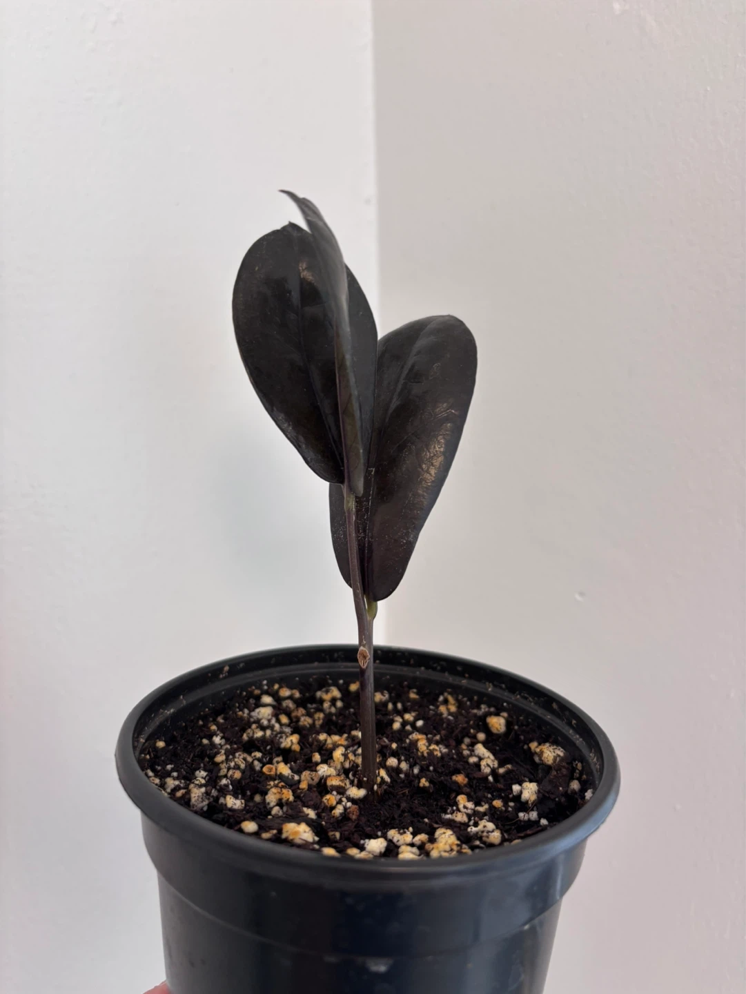 ZZ Raven (Zamioculcas zamiifolia ‘Raven’) - photo 2
