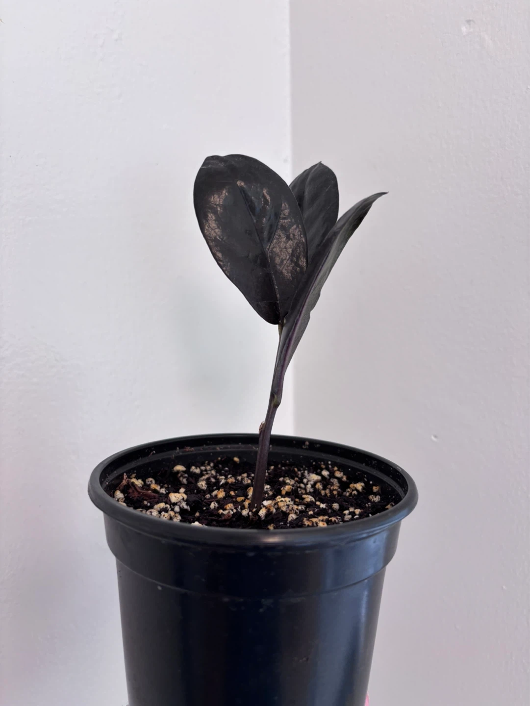 ZZ Raven (Zamioculcas zamiifolia ‘Raven’) - photo 3