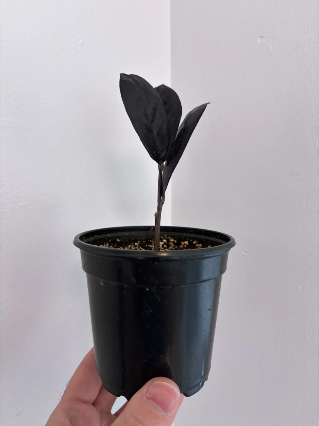 ZZ Raven (Zamioculcas zamiifolia ‘Raven’) - photo 4