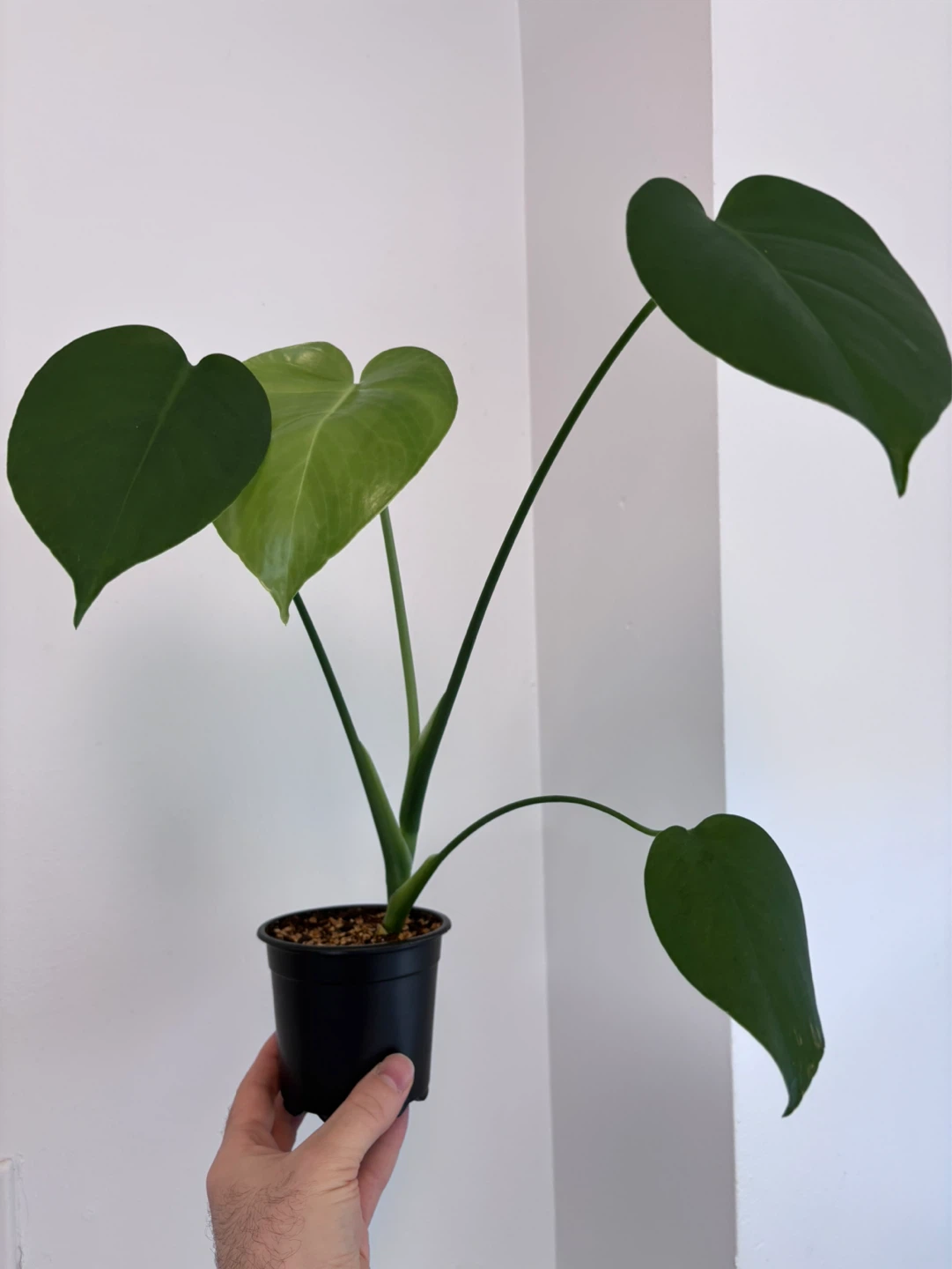 Monstera Deliciosa (Juvenile)
