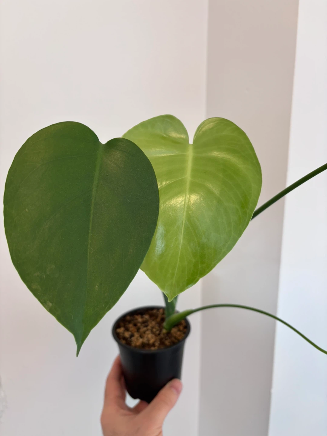 Monstera Deliciosa (Juvenile) - photo 2