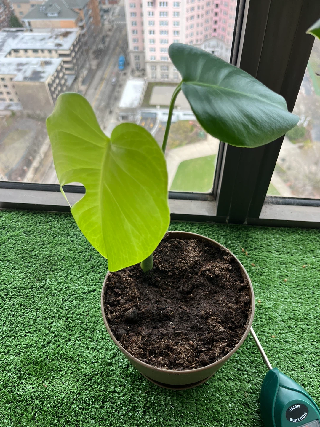 Monstera Deliciosa Plant