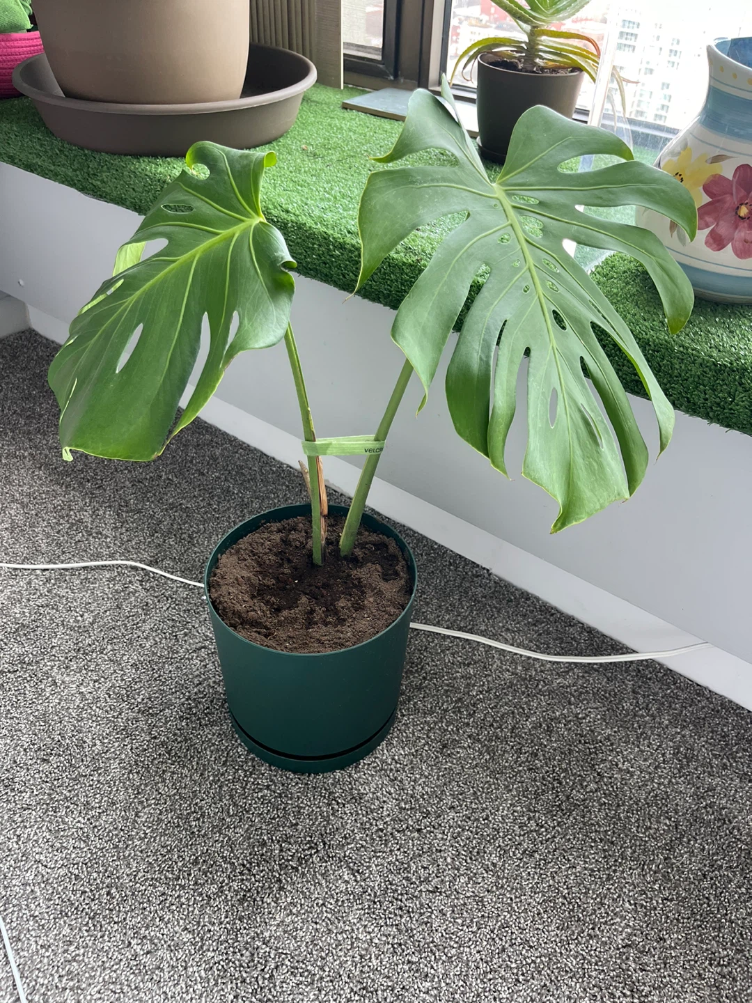Monstera Deliciosa Plant