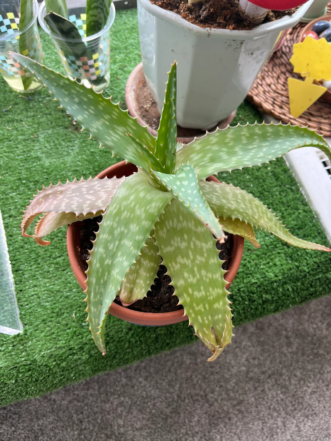 Aloe Plant