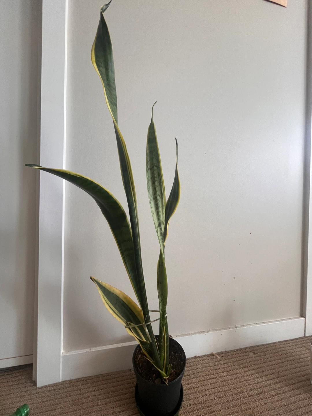 Snake plant