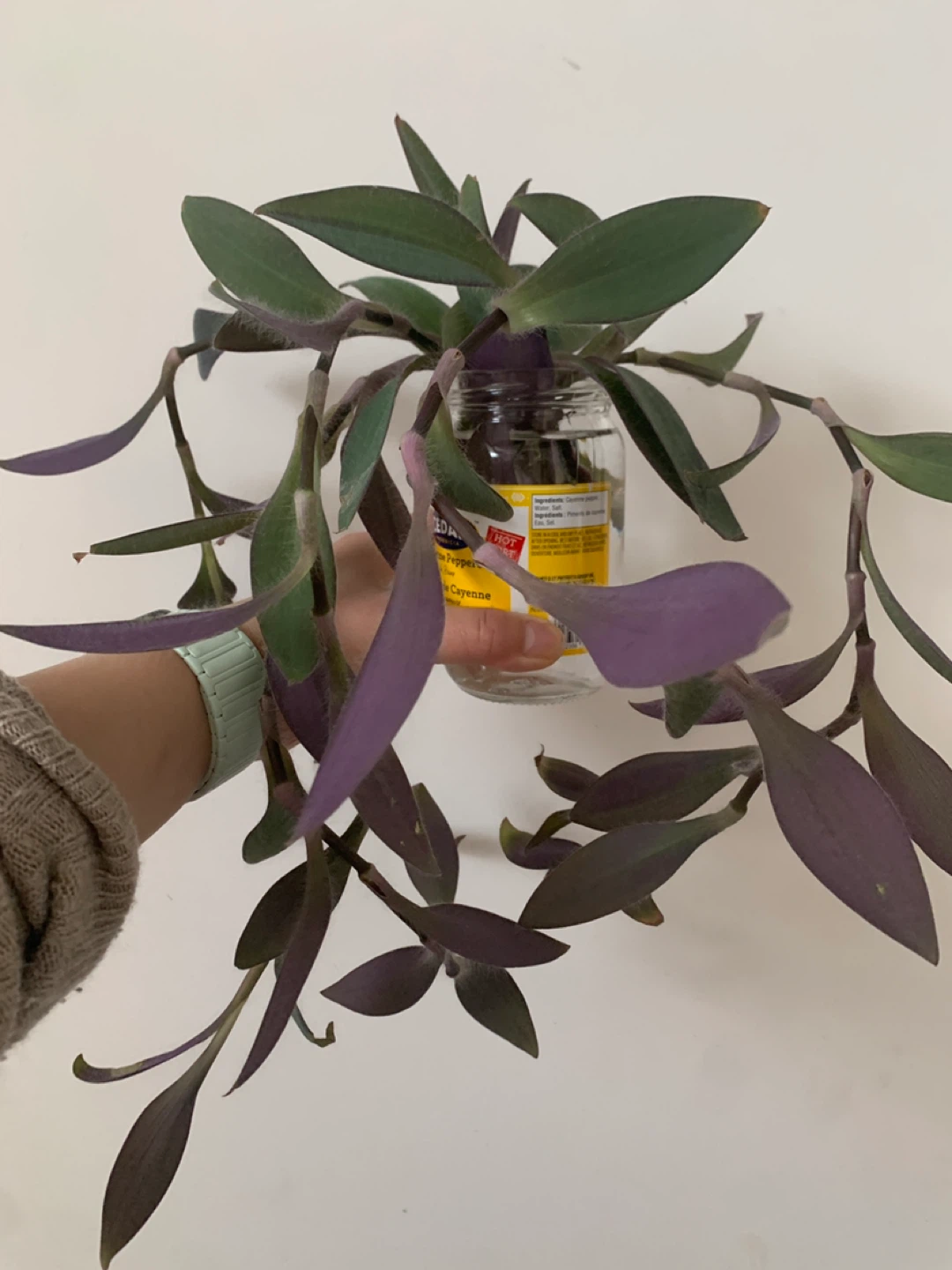‼️NEEDS TO GO‼️Purple Wandering Jew Plant Cutting - photo 2
