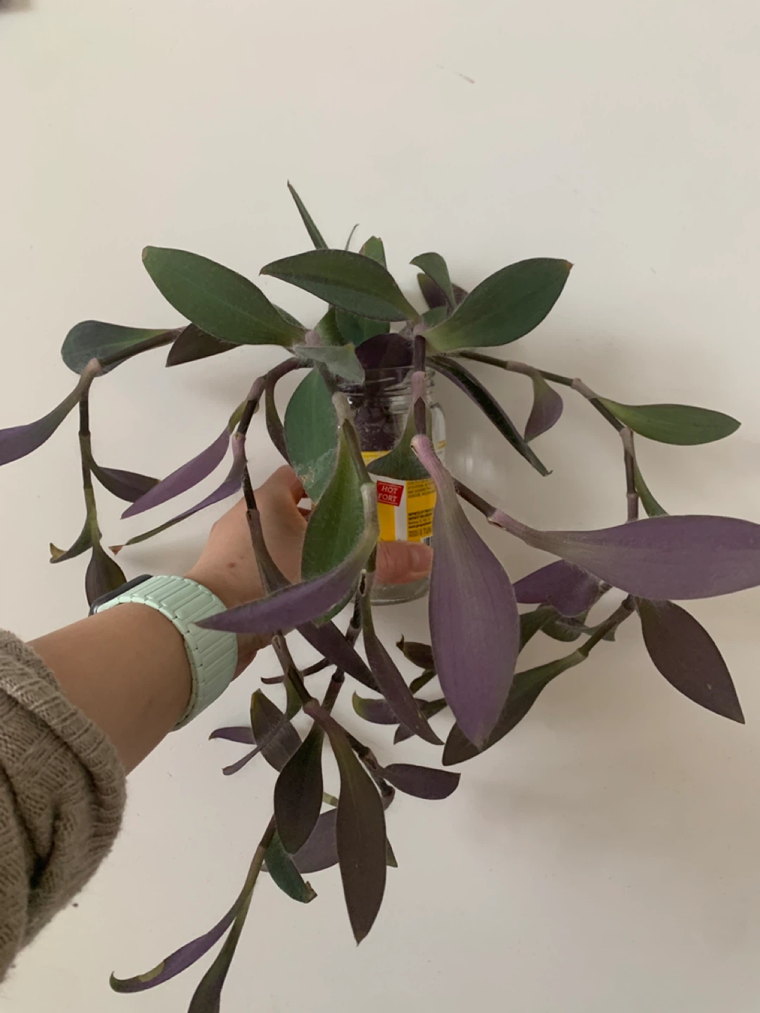 ‼️NEEDS TO GO‼️Purple Wandering Jew Plant Cutting