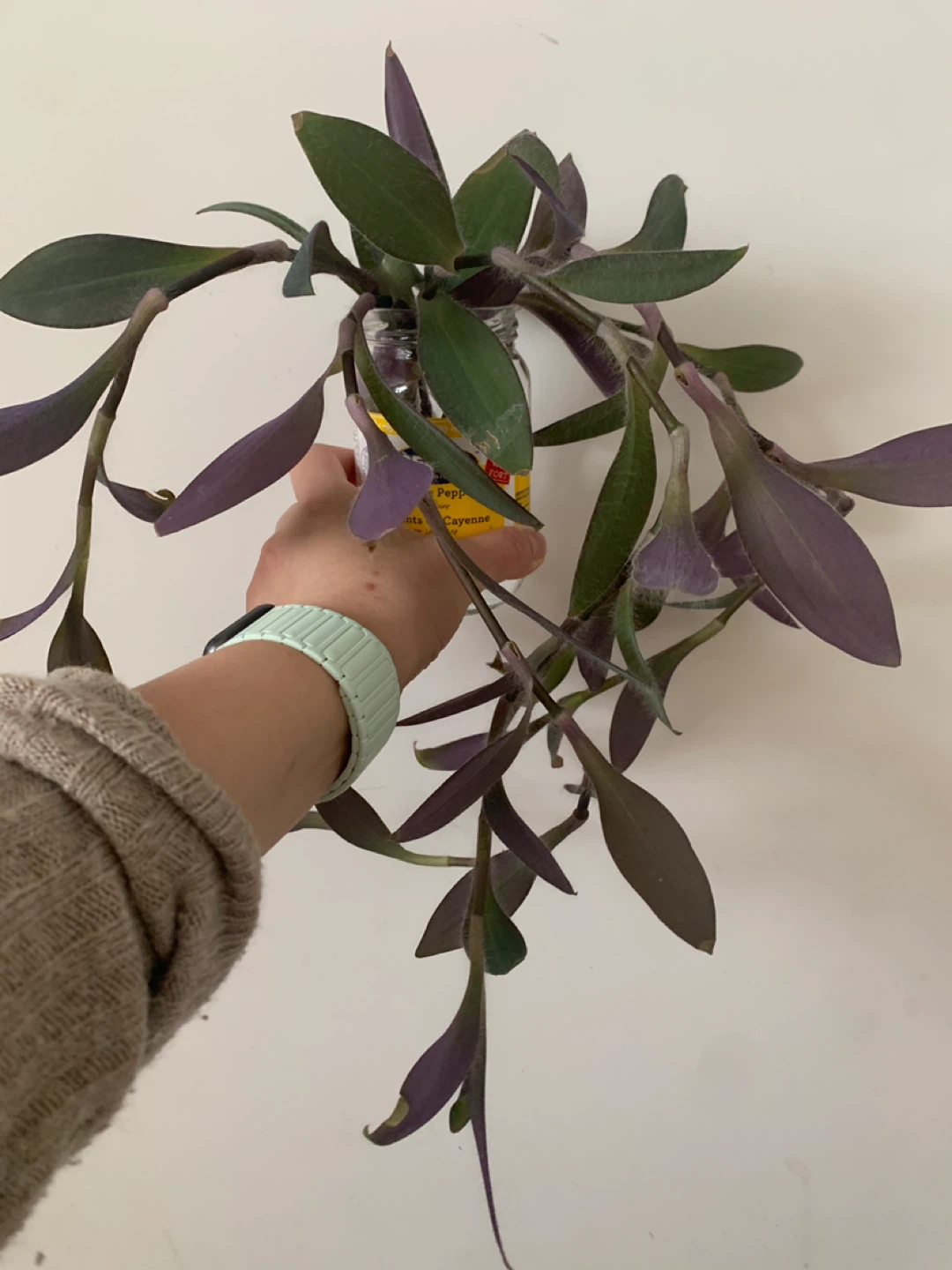 ‼️NEEDS TO GO‼️Purple Wandering Jew Plant Cutting - photo 3